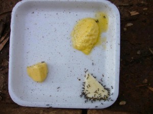Ants like butter better