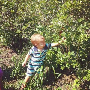 Blueberry Picking