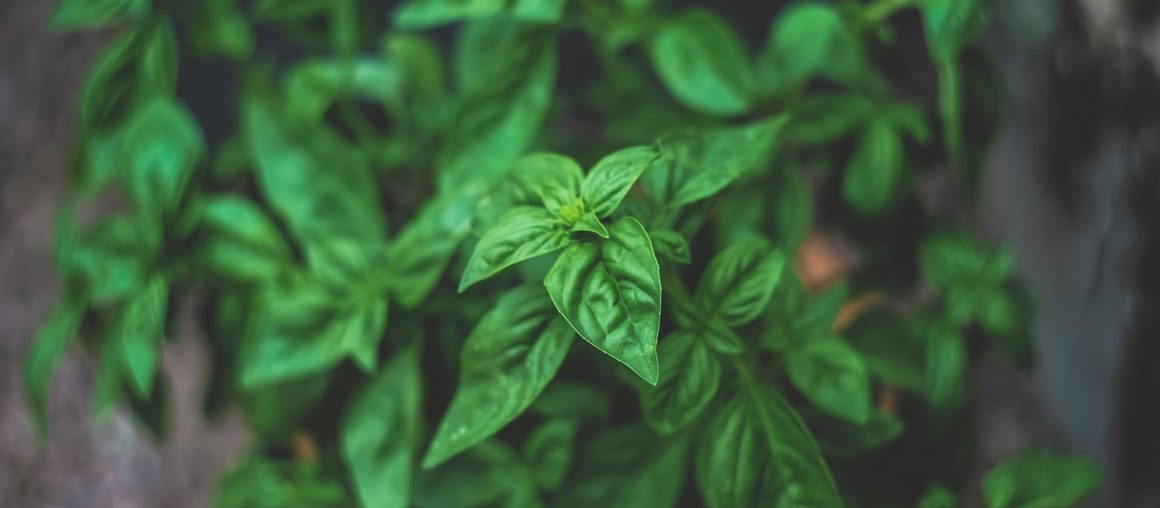 Basil