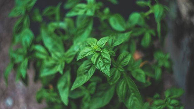 Basil